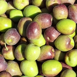 Toplanmış farklı zeytin türleri – Yamalak Kabası, Memecik ve Manzalina zeytinleri, Punica Bahçe Tasarım