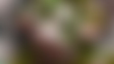 Hedgehogs, and Pine Cones, and Dino's, Oh My!