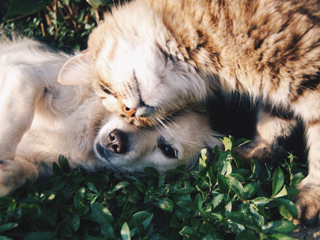A IMPORTÂNCIA E OS BENEFÍCIOS DA CASTRAÇÃO DE CÃES E GATOS