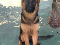 Filhote de Pastor Alemão Legitimo Pedigree Rosa