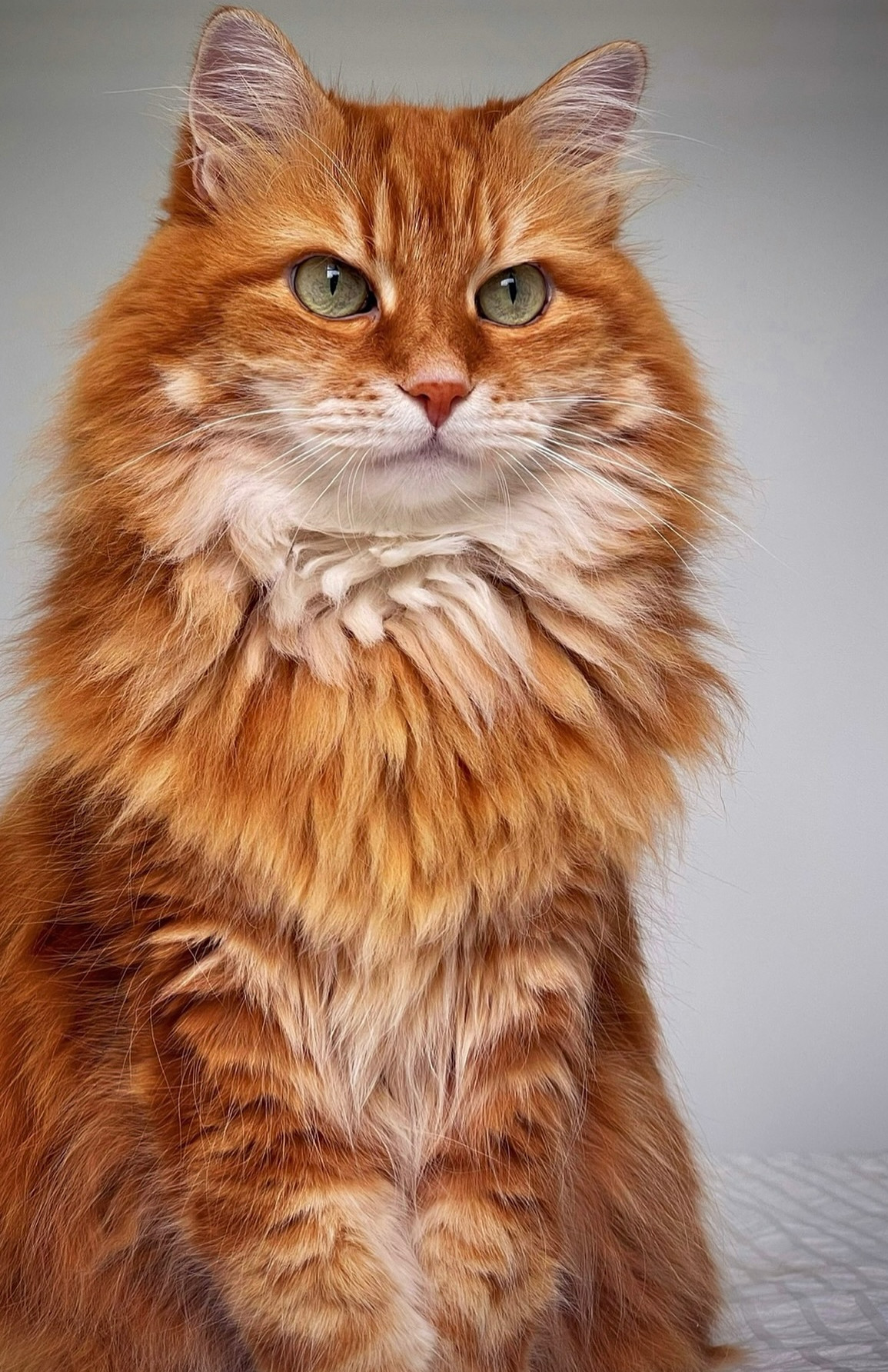 catcare pet sitting west island monreal