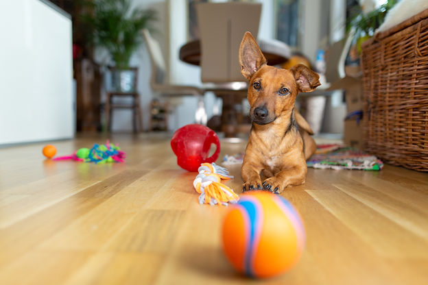 shutterstock_1256513359.jpg