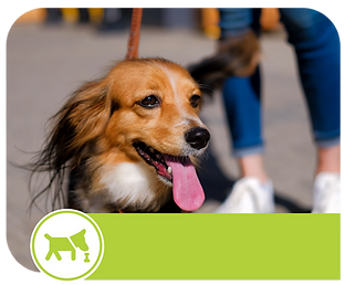 chamada Bem-estar.png