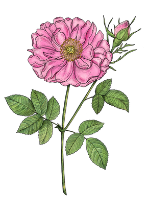 rose_damas_ILLUSTRATION_COSMETIQUE.png