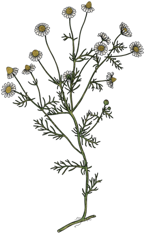 camomille_ILLUSTRATION_COSMETIQUE.png