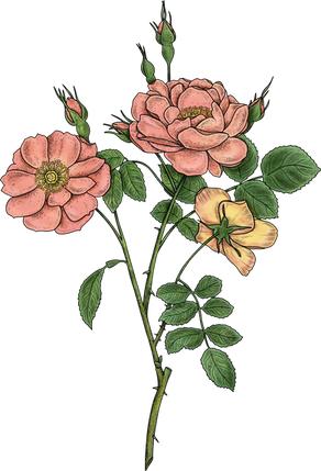 rose_muscat_ILLUSTRATION_COSMETIQUE.png