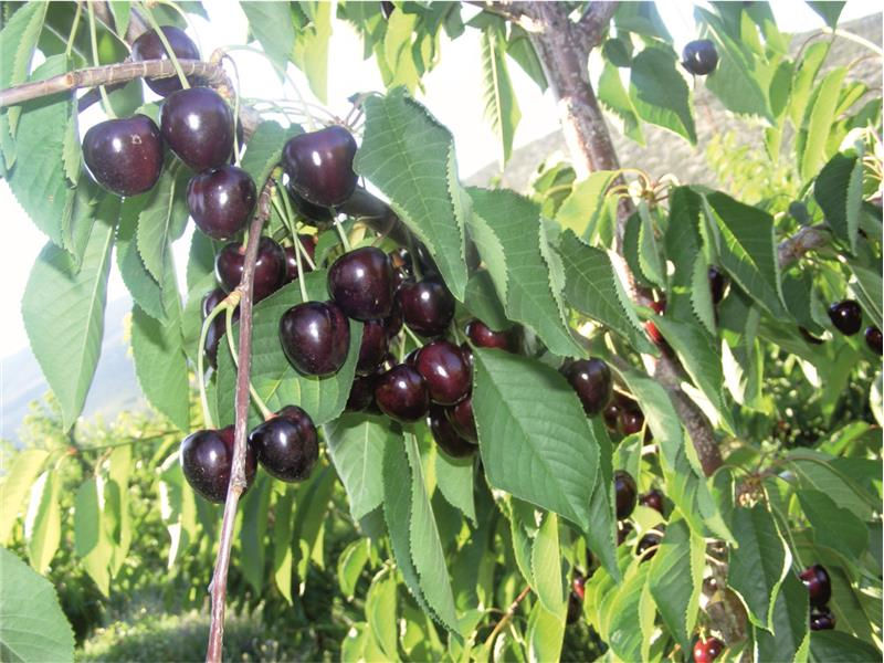 Küçük resim: Kordia Cherry
