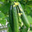 Küçük resim: Cucumber