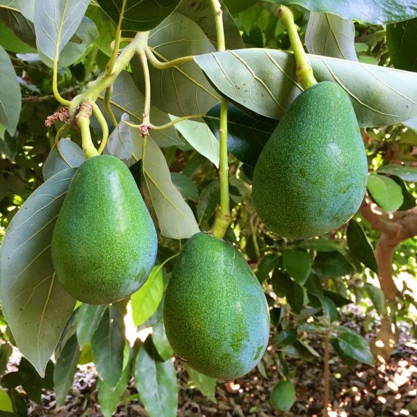 Küçük resim: Fresh Avocado