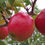 Küçük resim: Apple Pink Lady