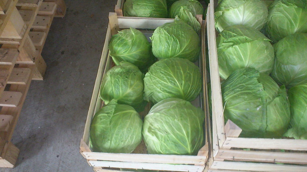 Thumbnail: Cabbage