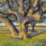 Early Morning Oak.jpg