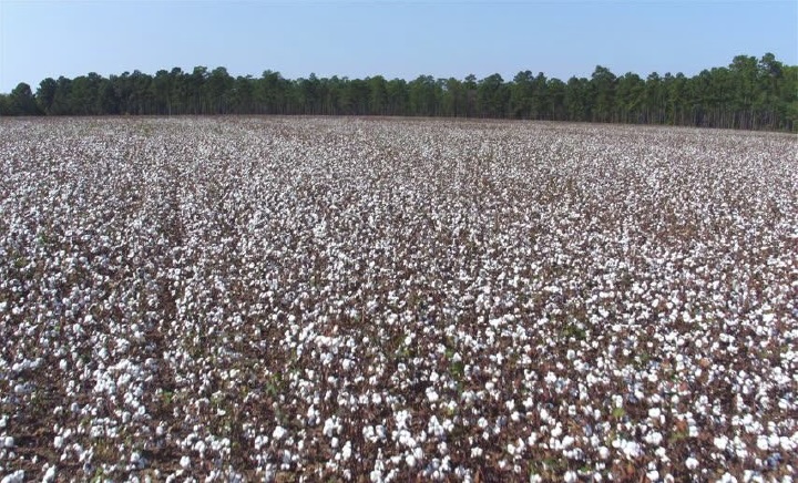 fields of Texas Upland Cotton