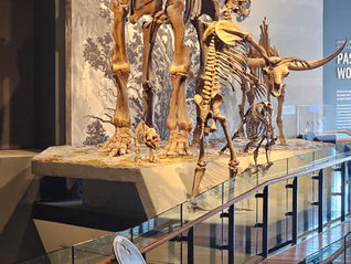 photo of a dinosaur at the Natural HiIstory Museum of Utah