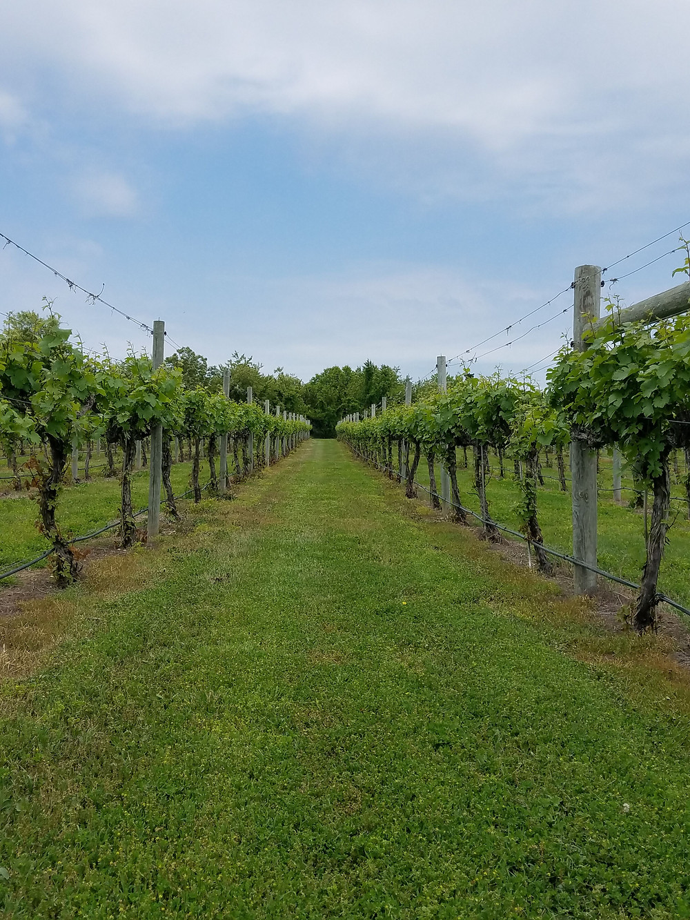 photo of vineyards in southern New Jersey