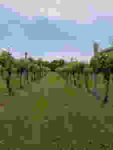 photo of vineyards in southern New Jersey