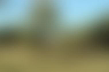 Let's Go On Safari! (Part 1)