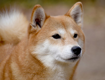 犬ペット葬祭 わんわん村上田店