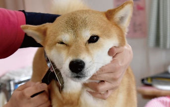 犬トリミング わんわん村上田店