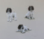 Scamp