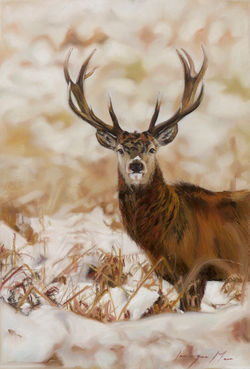 Stag
