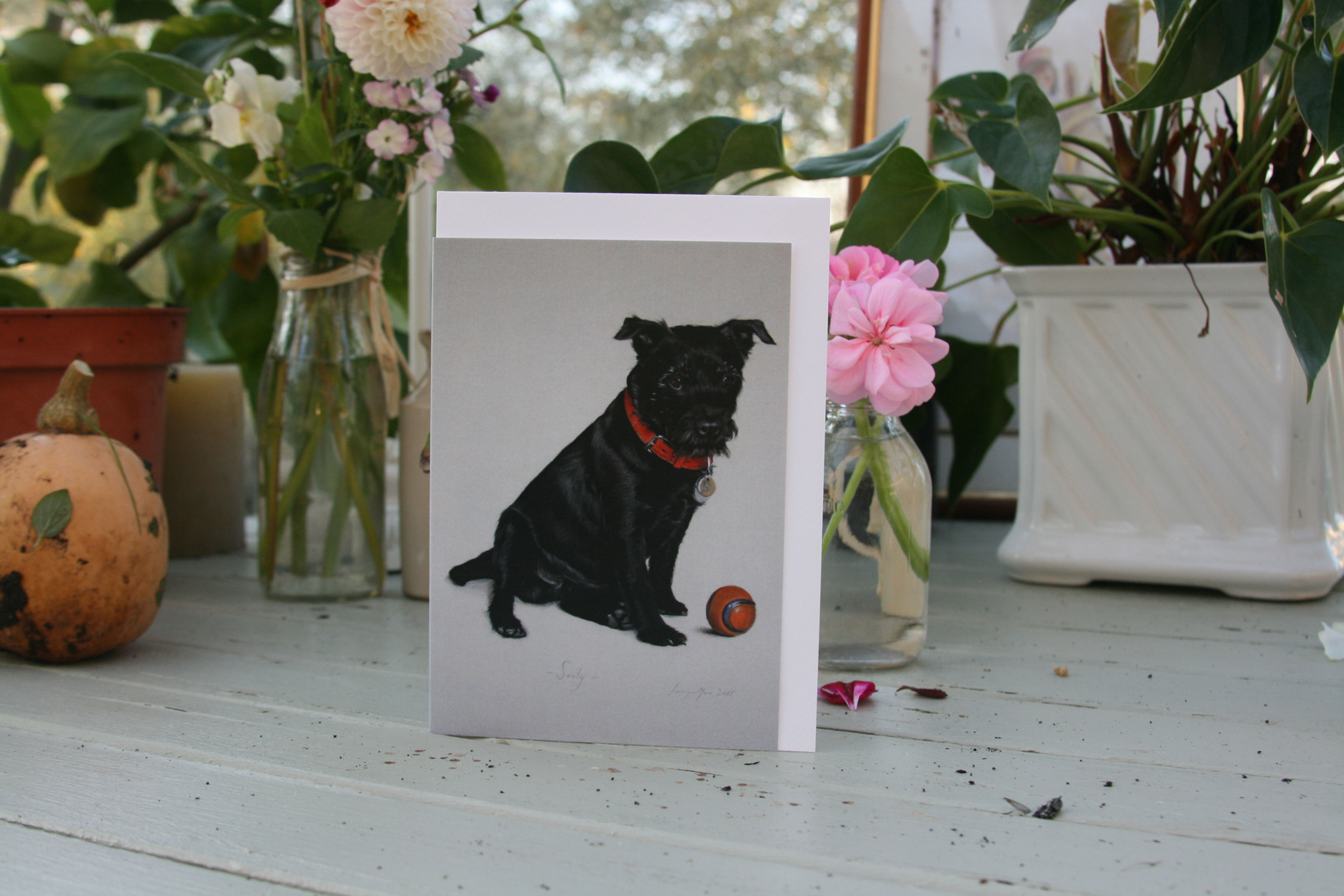 Sooty the Patterdale Terrier