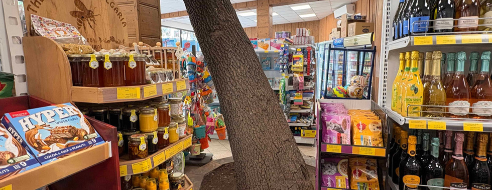 A tree in a shop. Because, why not I guess