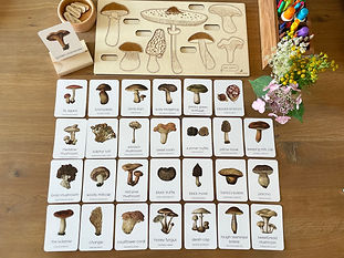 lindie liang - hudson academy_mushroom 1.jpeg