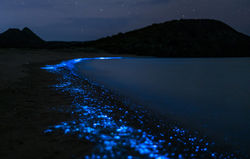 Bioluminescence-
