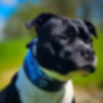 Thumbnail: The Darth Force Limited Collar