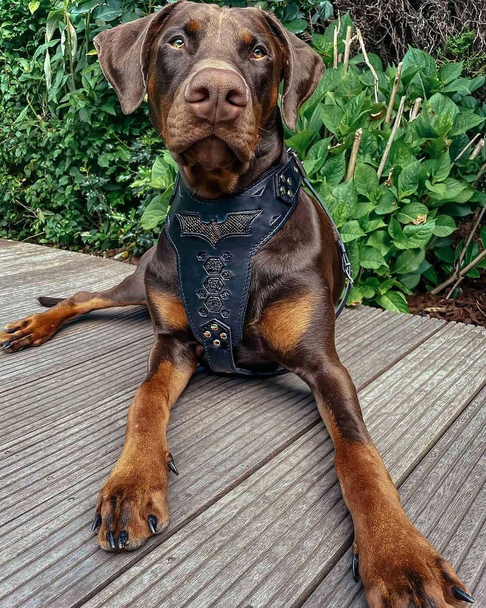 Thumbnail: ''BATDOG'' HARNESS