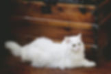 hình mèo cute