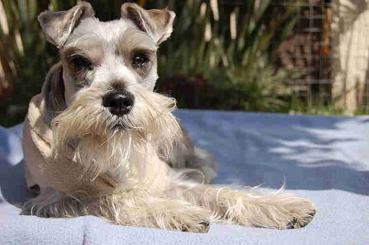 Chó Schnauzer