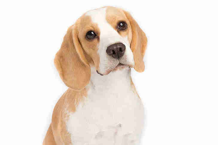 Chó Beagle