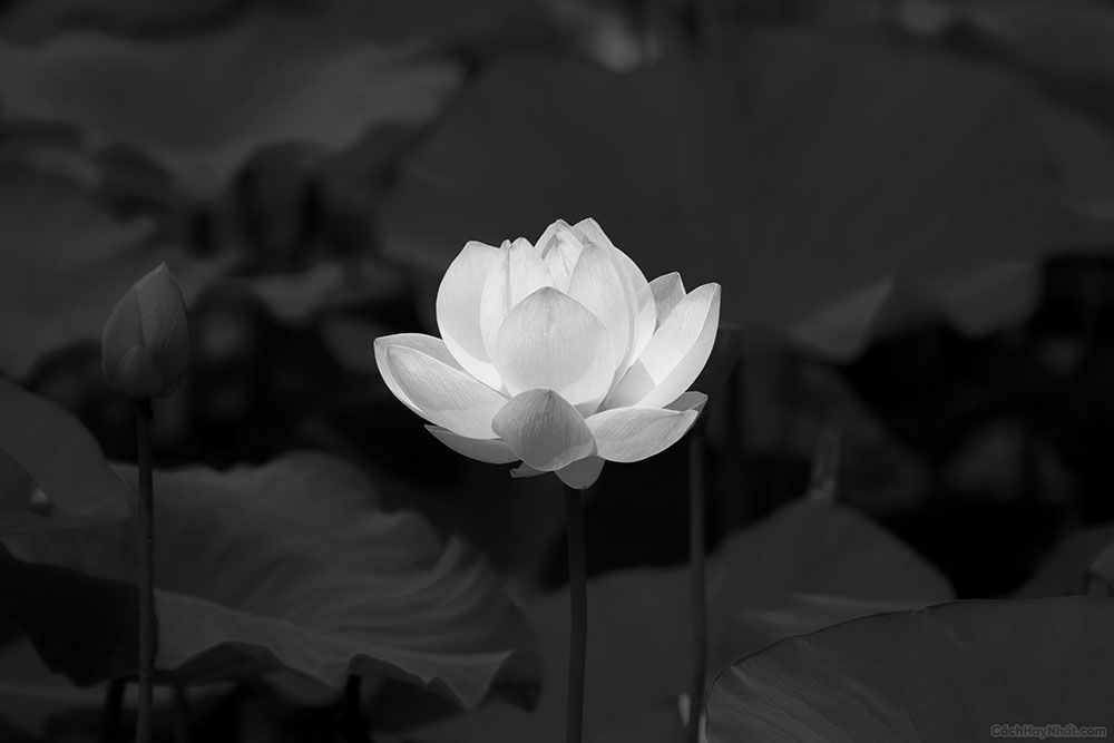 Ảnh hoa súng trắng trên nền đen làm ảnh bìa đám tang