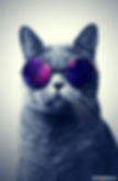 Cool pictures of cats wearing glasses