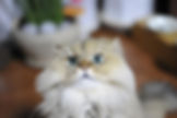 hình ảnh mèo cute