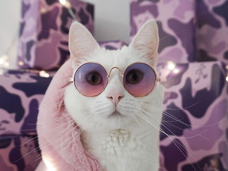 Zappa - Instagram model cat inspired by Gigi Hadid