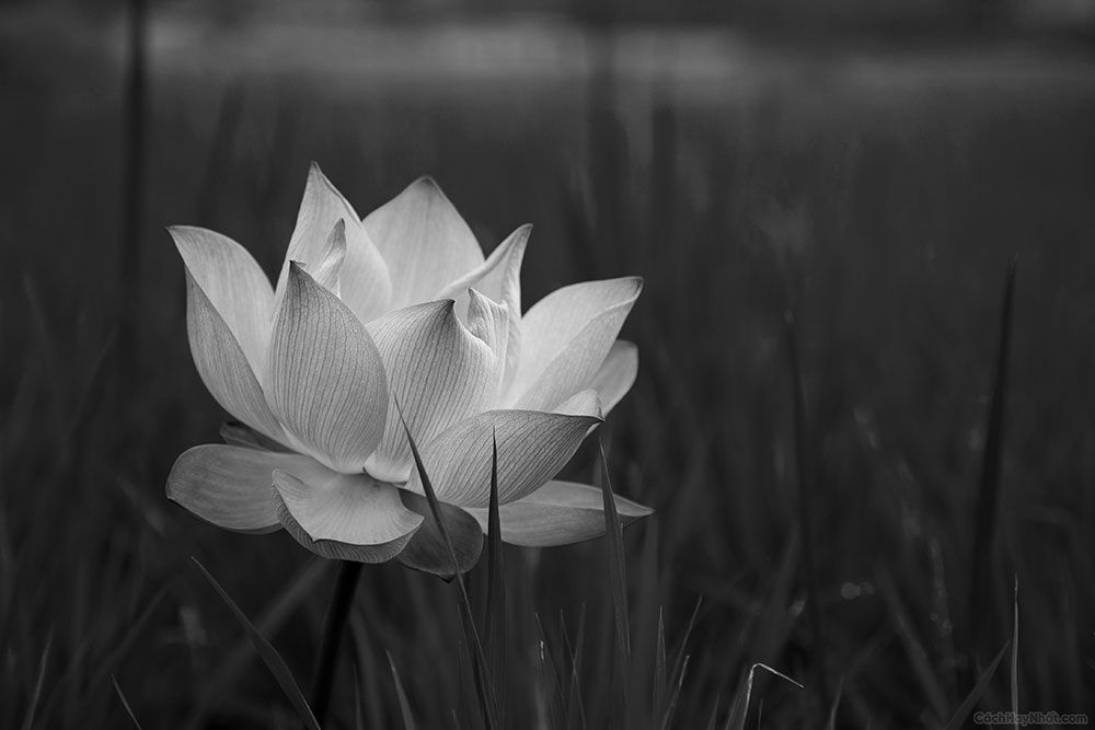 Hình ảnh bông hoa súng trắng trên nền đen giống như hình đại diện đám tang