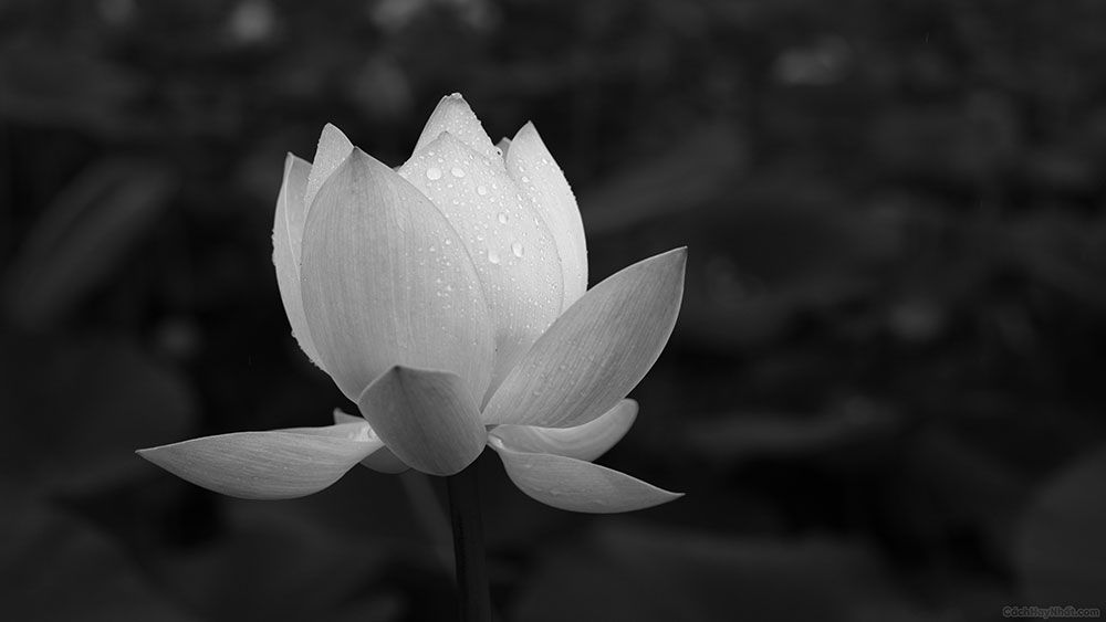 hình ảnh hoa súng trên nền đen