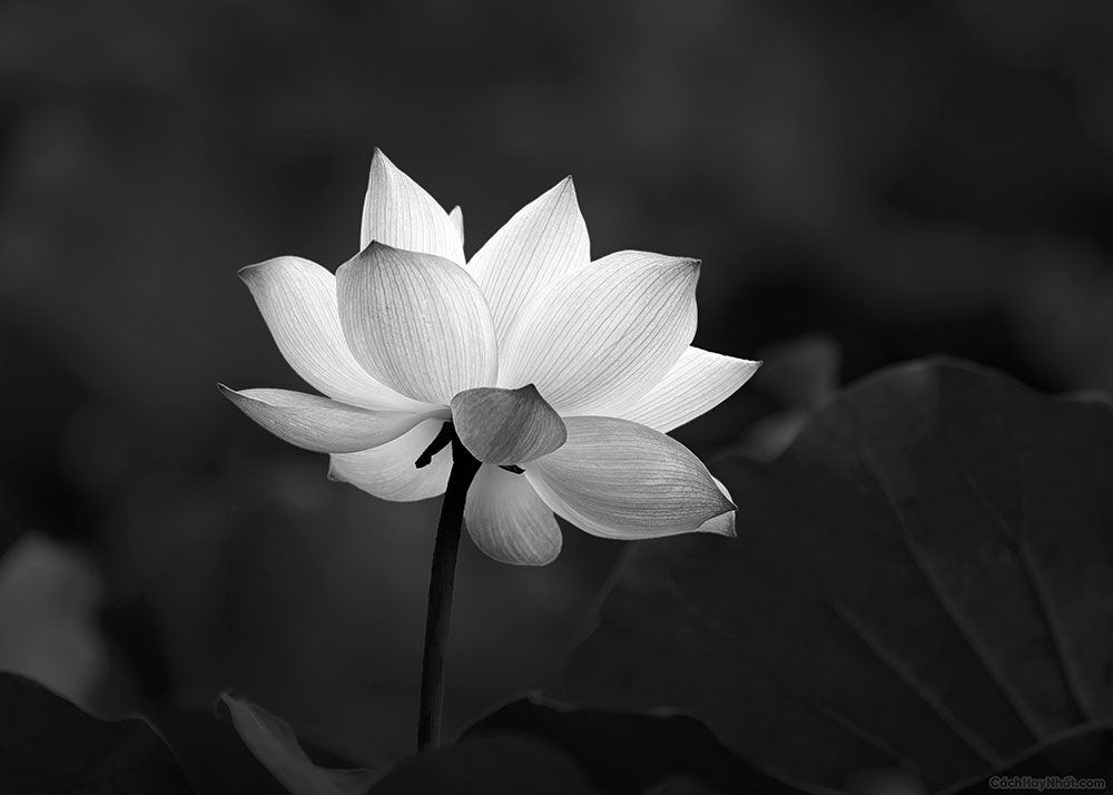 Ảnh hoa súng trắng trên nền đen làm ảnh bìa đám tang