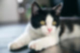 ảnh mèo cute chất lượng cao
