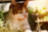 hình mèo cute