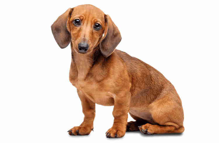 Chó Dachshund
