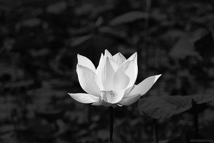 Hình ảnh bông hoa súng trắng trên nền đen giống như hình đại diện đám tang