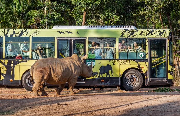 Visiting Vinpearl Safari Zoo is also an interesting experience you should not miss