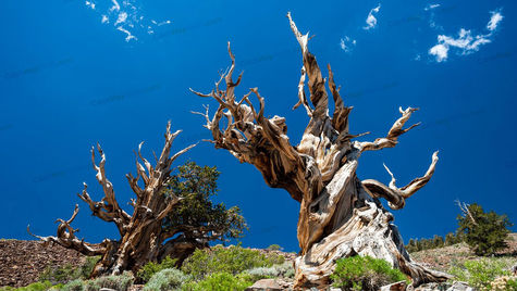 Top 10 oldest living trees in the world