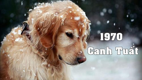 Sinh Năm 1970 Mệnh Gì? Tuổi Canh Tuất Hợp Màu Gì, Tuổi Nào?