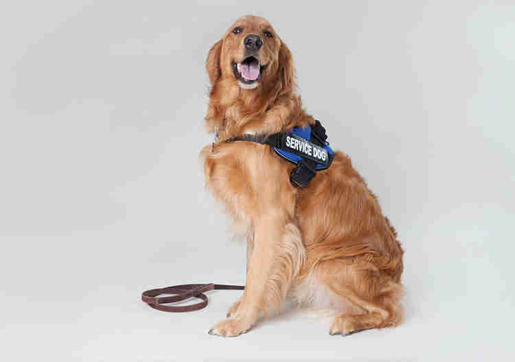 Chó Golden Retriever