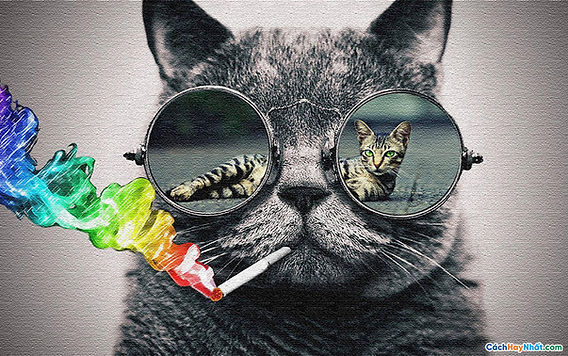 31 cool cat photos